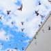 Mengapa Burung Merpati Banyak Ditemui di Makkah dan Madinah?