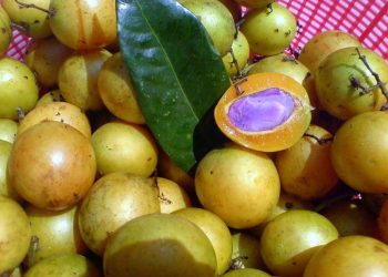Bukan Sekadar Asam Segar, Ini Manfaat Buah Gandaria yang Baik untuk Ibu Hamil