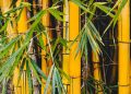 Manfaat Rebung Bambu Kuning untuk Kesehatan yang Jarang Diketahui