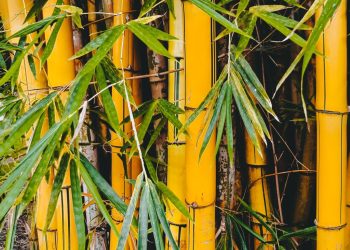 Manfaat Rebung Bambu Kuning untuk Kesehatan yang Jarang Diketahui