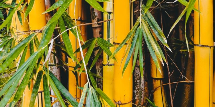 Manfaat Rebung Bambu Kuning untuk Kesehatan yang Jarang Diketahui