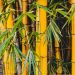 Manfaat Rebung Bambu Kuning untuk Kesehatan yang Jarang Diketahui