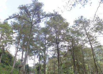 Menenangkan Pikiran dengan Kembali ke Alam yang Sederhana