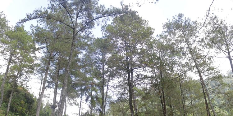Menenangkan Pikiran dengan Kembali ke Alam yang Sederhana