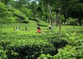 Pesona Gunung Gambir, Hamparan Kebun Teh yang Menenangkan di Jember