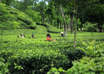 Pesona Gunung Gambir, Hamparan Kebun Teh yang Menenangkan di Jember