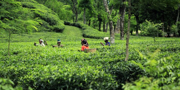 Pesona Gunung Gambir, Hamparan Kebun Teh yang Menenangkan di Jember