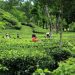 Pesona Gunung Gambir, Hamparan Kebun Teh yang Menenangkan di Jember