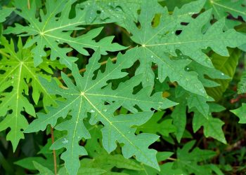 Tips Menghilangkan Rasa Pahit Daun Pepaya agar Masakan Lebih Nikmat