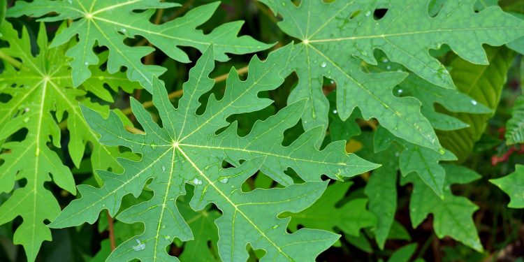 Tips Menghilangkan Rasa Pahit Daun Pepaya agar Masakan Lebih Nikmat