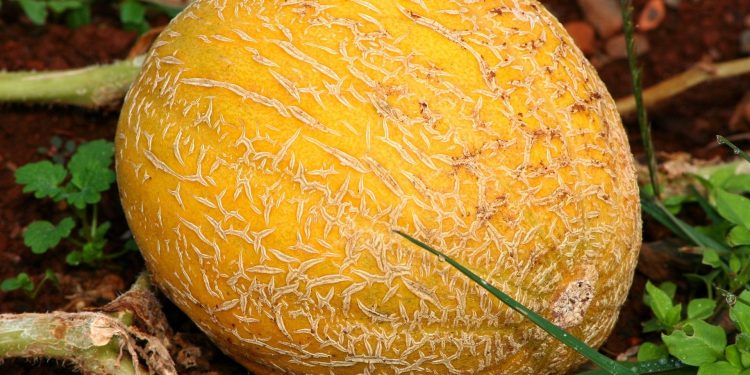 Beragam Manfaat Buah Blewah yang Jarang Diketahui, Tak Sekadar Pelepas Dahaga