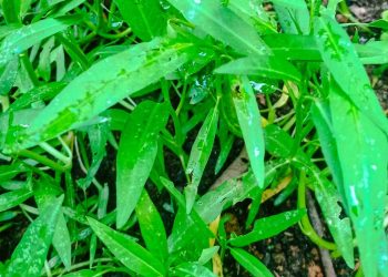 Bosan Kangkung Ditumis? Coba 5 Kreasi Olahan Ini yang Tak Kalah Lezat