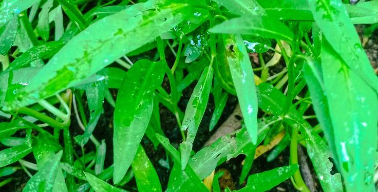 Bosan Kangkung Ditumis? Coba 5 Kreasi Olahan Ini yang Tak Kalah Lezat
