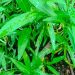 Bosan Kangkung Ditumis? Coba 5 Kreasi Olahan Ini yang Tak Kalah Lezat