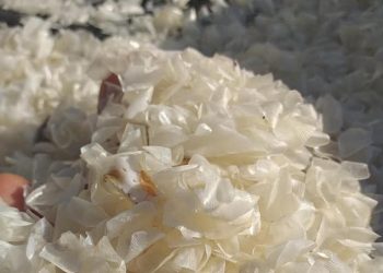 Kulit Ikan Dapat Diolah jadi Kolagen dan Gelatin Halal Bernilai Tinggi