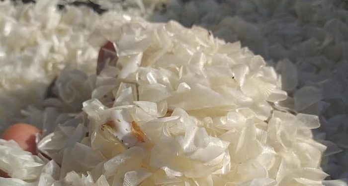 Kulit Ikan Dapat Diolah jadi Kolagen dan Gelatin Halal Bernilai Tinggi