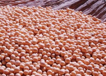 Bukan Cuma Susu, Ini Kreasi Minuman Berbahan Kedelai yang Patut Dicoba