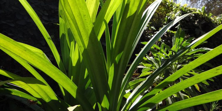 Tips Mengharumkan Mobil dengan Daun Pandan ala dr. Zaidul Akbar