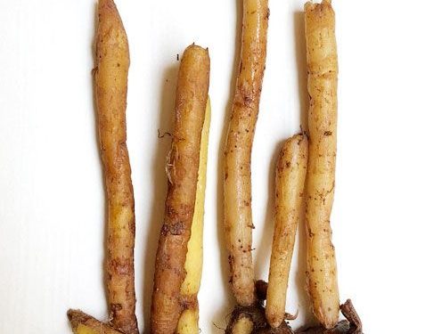 Temu Kunci Bukan Sekadar Bumbu, Ini Berbagai Manfaatnya untuk Masakan