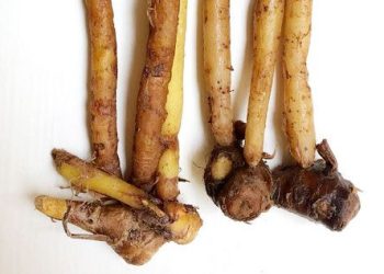 Temu Kunci Bukan Sekadar Bumbu, Ini Berbagai Manfaatnya untuk Masakan