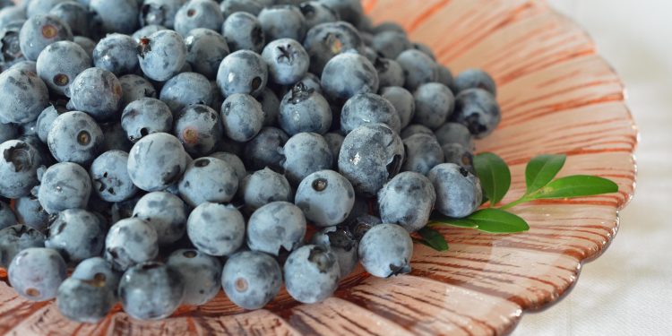 Blueberry Punya Segudang Manfaat untuk Menjaga Kesehatan Tubuh