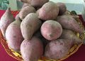 Kreasi Camilan MPASI dari Ubi Ungu, Lezat, Bergizi, dan Mudah Dibuat di Rumah