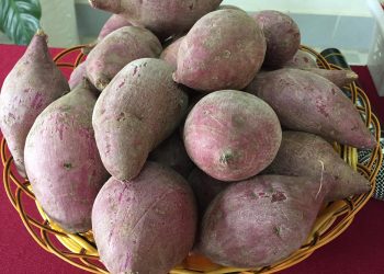 Kreasi Camilan MPASI dari Ubi Ungu, Lezat, Bergizi, dan Mudah Dibuat di Rumah