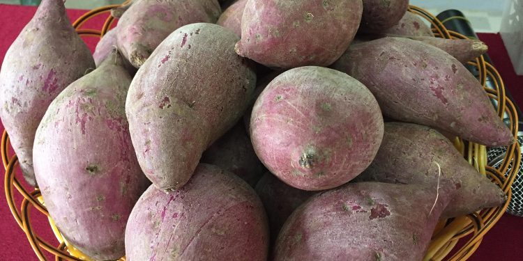 Kreasi Camilan MPASI dari Ubi Ungu, Lezat, Bergizi, dan Mudah Dibuat di Rumah