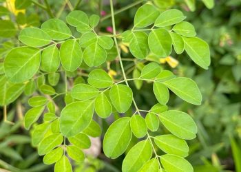 Bukan Sekadar Penambah Gizi, Ini Manfaat Daun Kelor yang Jarang Diketahui