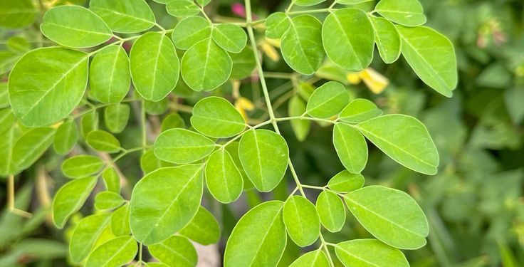 Bukan Sekadar Penambah Gizi, Ini Manfaat Daun Kelor yang Jarang Diketahui
