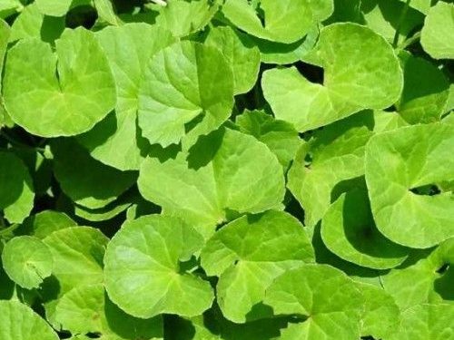 Beragam Manfaat Daun Pegagan untuk Kesehatan yang Perlu Diketahui