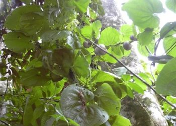 Mengenal Gembolo Umbi Lokal yang Punya Potensi Baik untuk Kesehatan