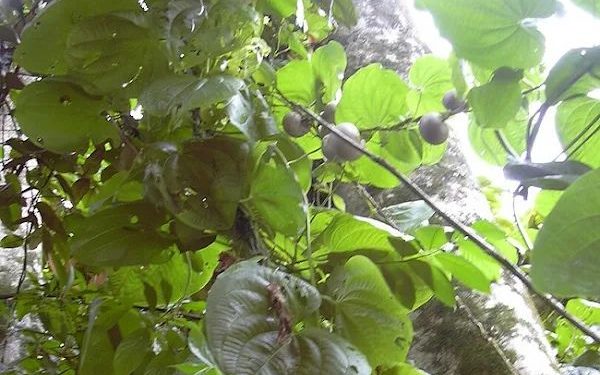 Mengenal Gembolo Umbi Lokal yang Punya Potensi Baik untuk Kesehatan