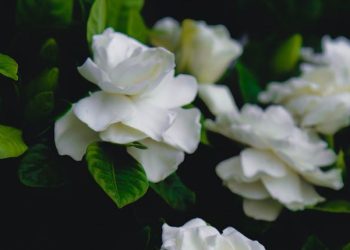 Mengenal Manfaat Daun Kaca Piring untuk Kesehatan