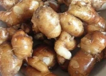 Beragam Manfaat Kencur untuk Kesehatan Tubuh yang Jarang Diketahui