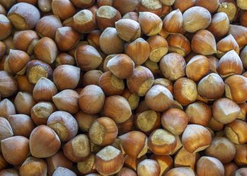 Manfaat Minyak Kemiri Selain untuk Rambut yang Jarang Diketahui