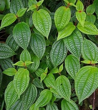 Tak Sekadar Lalapan, Ini Manfaat Daun Pohpohan yang Menarik untuk Kesehatan