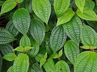 Tak Sekadar Lalapan, Ini Manfaat Daun Pohpohan yang Menarik untuk Kesehatan