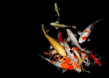 Baru Mulai Pelihara Koi? Ini 7 Tips agar Ikan Tetap Sehat dan Cantik