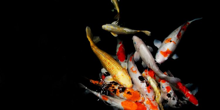 Baru Mulai Pelihara Koi? Ini 7 Tips agar Ikan Tetap Sehat dan Cantik