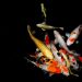 Baru Mulai Pelihara Koi? Ini 7 Tips agar Ikan Tetap Sehat dan Cantik