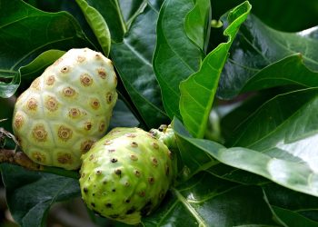 Benarkah Buah Mengkudu Bisa Membantu Mengontrol Gula Darah? Ini Penjelasannya