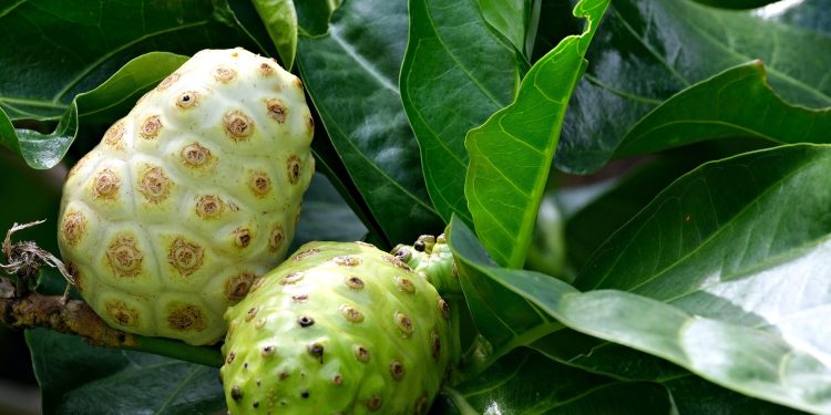 Benarkah Buah Mengkudu Bisa Membantu Mengontrol Gula Darah? Ini Penjelasannya