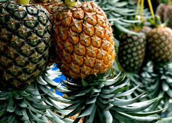 Benarkah Kombinasi Nanas dan Jahe Dapat Meningkatkan Pembakaran Kalori? Ini Penjelasannya