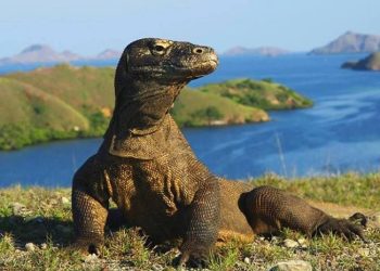 Pelayaran ke Pulau Komodo dan Pulau Padar Ditutup hingga 8 Agustus 2026