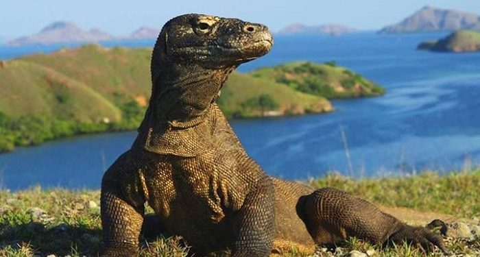 Pelayaran ke Pulau Komodo dan Pulau Padar Ditutup hingga 8 Agustus 2026