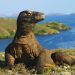 Pelayaran ke Pulau Komodo dan Pulau Padar Ditutup hingga 8 Agustus 2026
