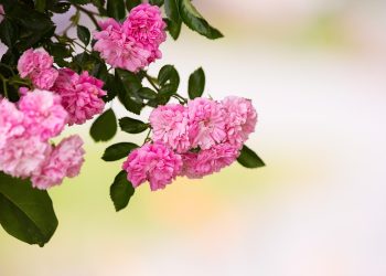 Mengenal Ummu Waraqah, Perempuan Penghafal Al-Qur’an yang Dijuluki Syahidah oleh Rasulullah 