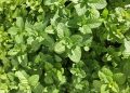 Simak 7 Manfaat Daun Mint untuk Kesehatan Tubuh