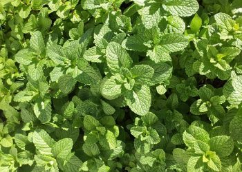 Simak 7 Manfaat Daun Mint untuk Kesehatan Tubuh